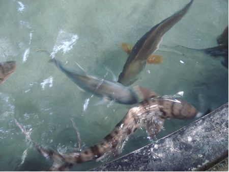 Shark Encounter photo, from ThemeParkInsider.com